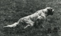 Setter Anglais LEM DEL RESEGONE Setter Anglais LEM DEL RESEGONE